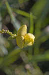 Hairy cowpea